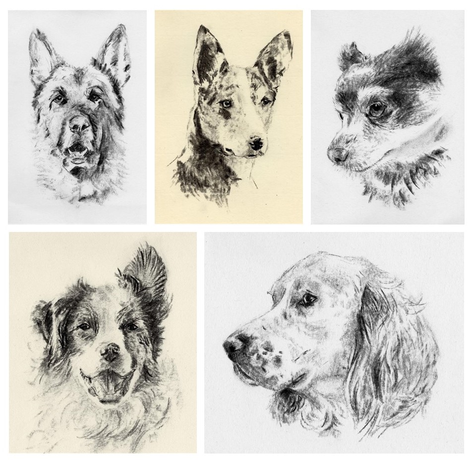Five charcoal dog sketches of a german shepherd, a short haired collie, a Chihuahua, a long haired collie and a spaniel. By Tamsin Dearing the artist, cornwall.