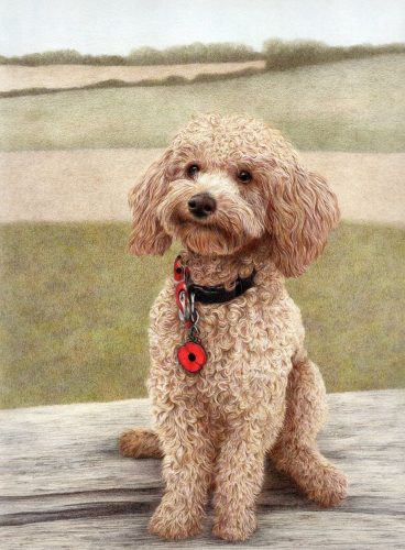 Frankie Goes to Chichester is a realistic coloured pencil drawing painting of a Cockapoo pet dog. Frankie the dog is sat on a picnic bench in a parkland in Chichester, and is looking straight at the viewer. He is a very cute little cockapoo who looks like he is smiling. He has a golden apricot colouring and lots of curls. Frankie is wearing a black collar with a red remembrance poppy and a bow tie on it. Fine art portrait by Tamsin Dearing the Artist, Cornwall.